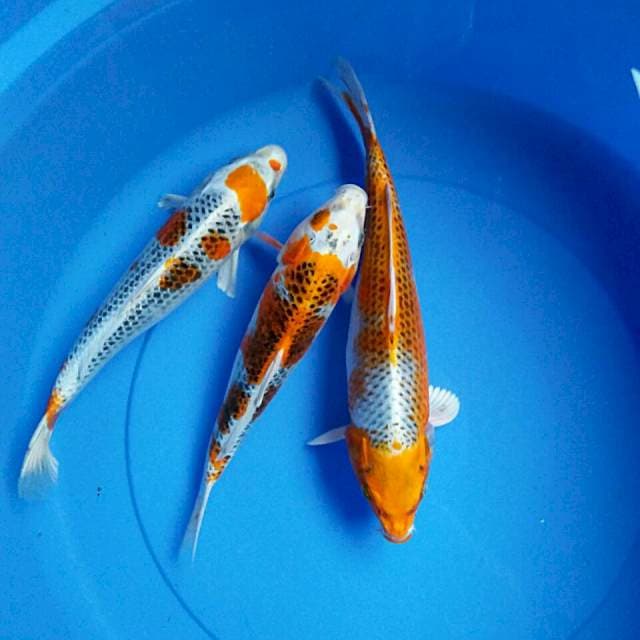Mix kujaku 27,28,31cm