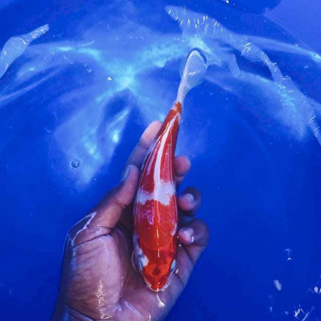 Kohaku hikari 20cm