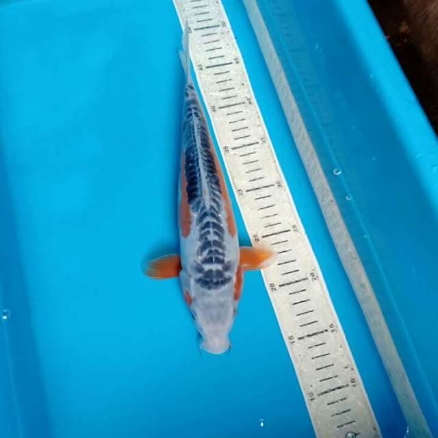 Shusui 33cm