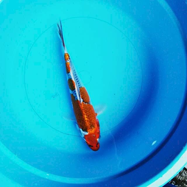 Goshiki 28cm