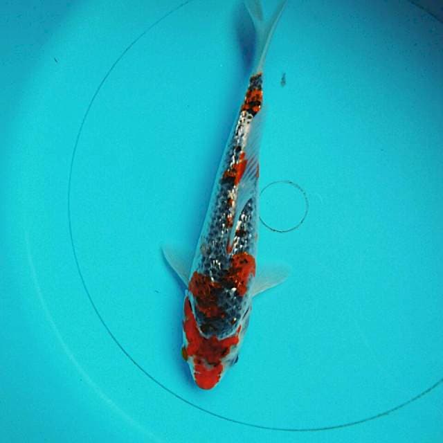 Goshiki ginrin 24cm