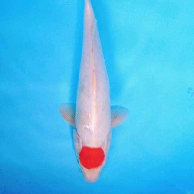 TANCHO KOHAKU 30 cm