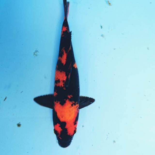 HI UTSURI 27 cm