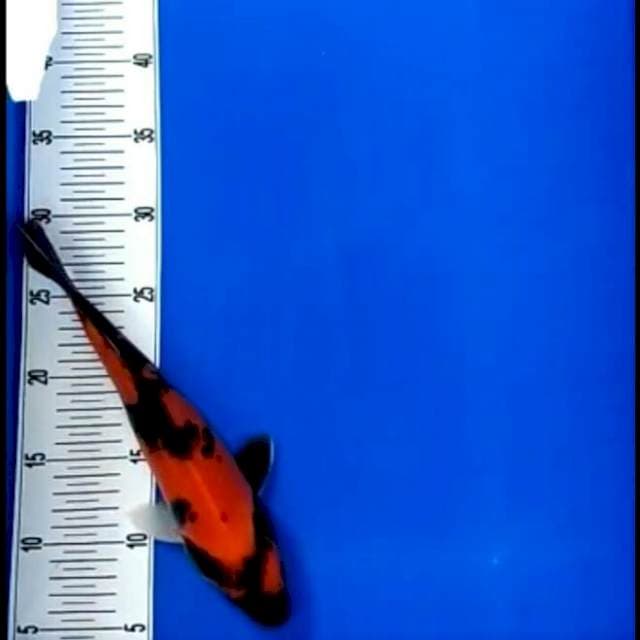 Utsuri doit 30 cm