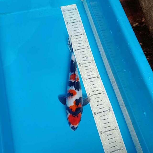 Sowa 26cm