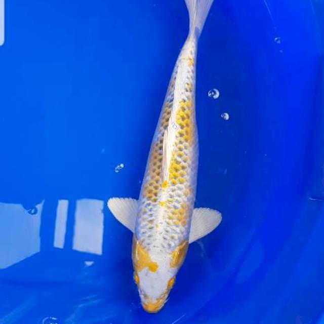 Hariwake