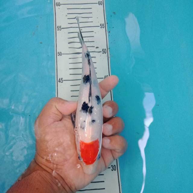 Tc sanke 25 cm