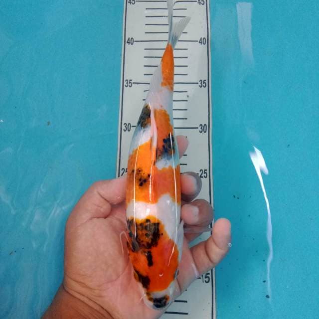 Showa 29 cm