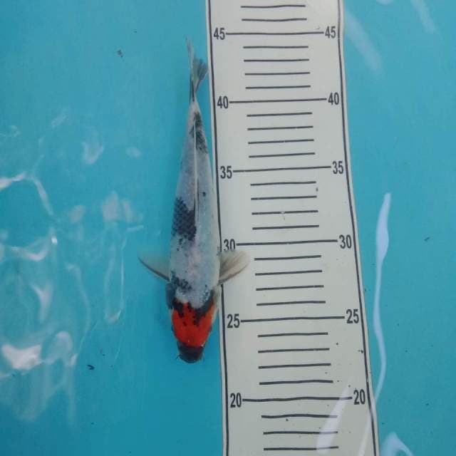 Tc showa 23 cm