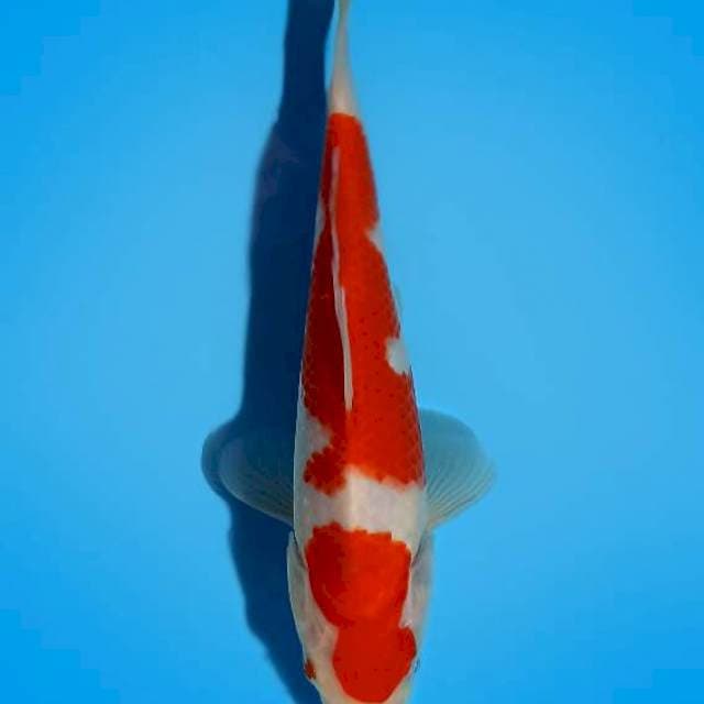 Kohaku 21cm