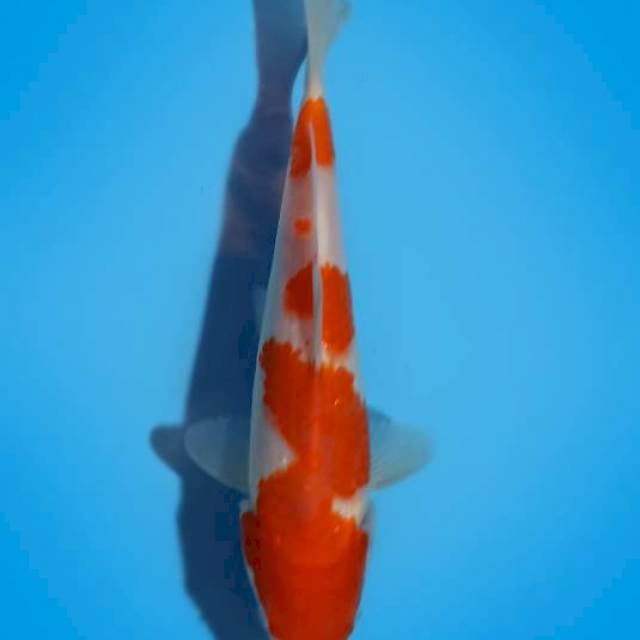 Kohaku 23cm