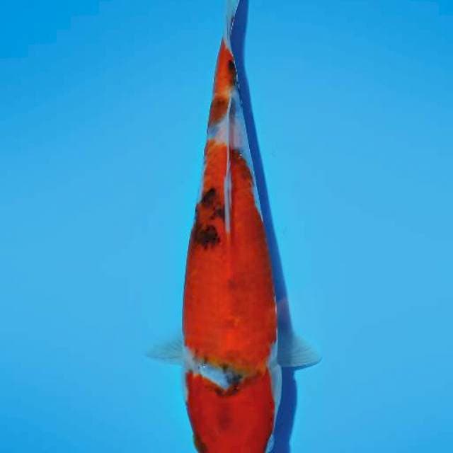 Sanke 25cm