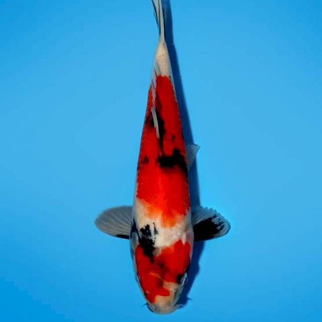 Showa 29cm