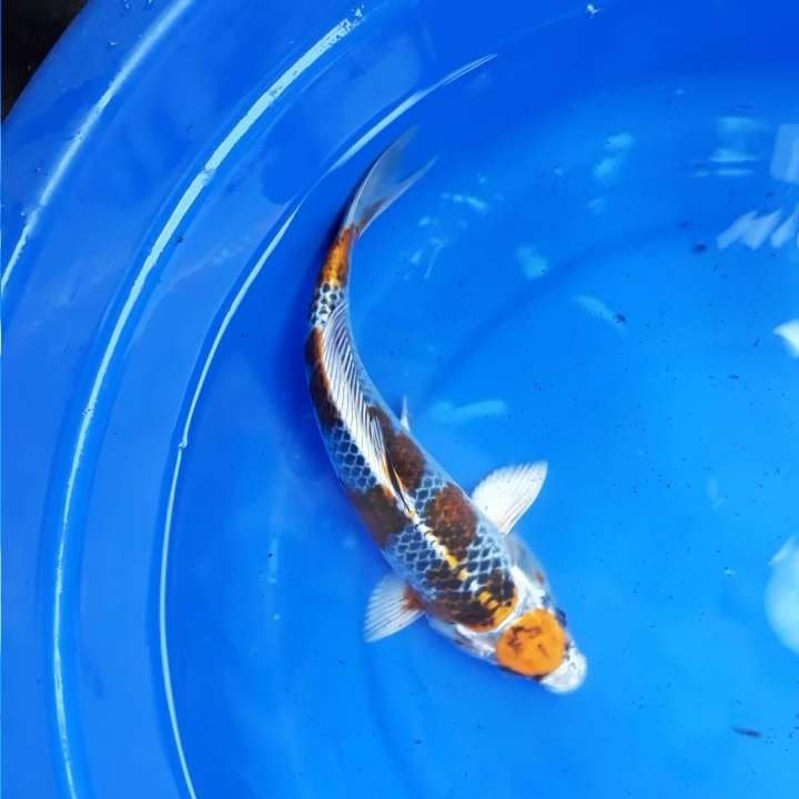 Maruten kujaku