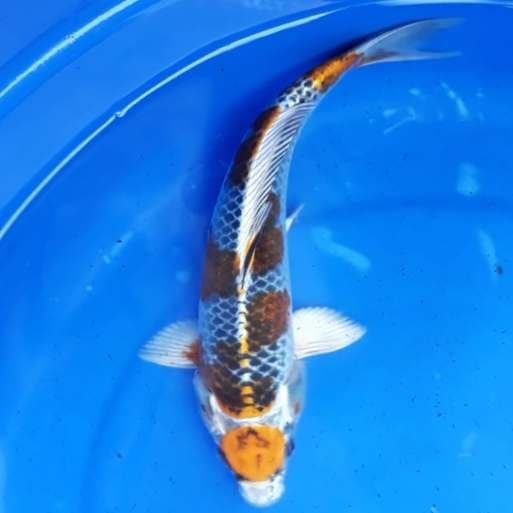Maruten kujaku