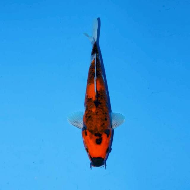 Hishowa tategoi
