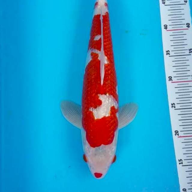 Kohaku gindrin