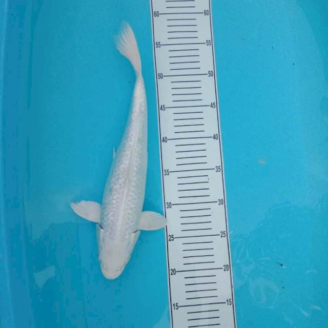 Platinum 37 cm