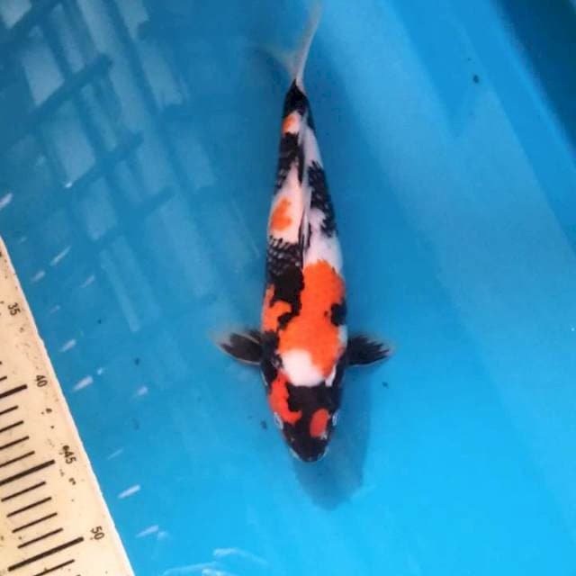 Orgin Maruten Showa 29cm Female