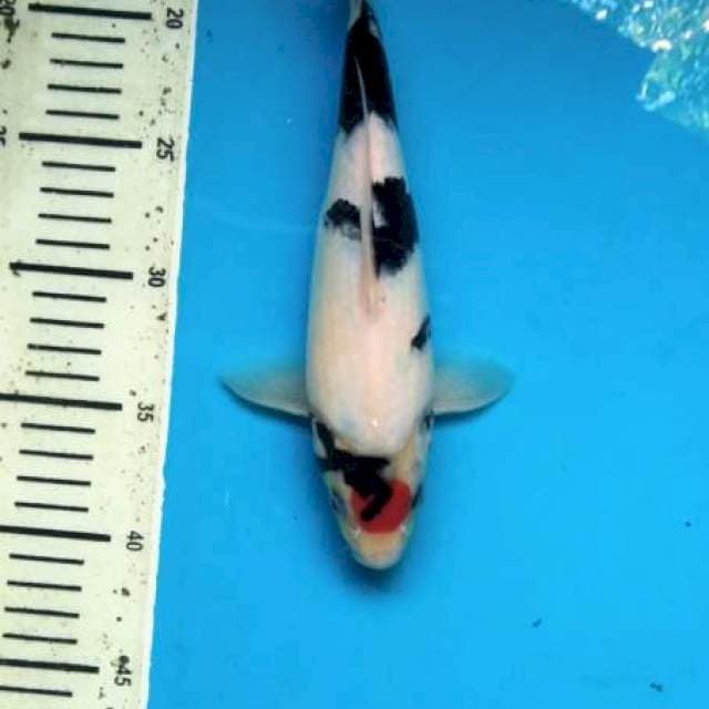 Natural Tancho Showa 25cm ( M )
