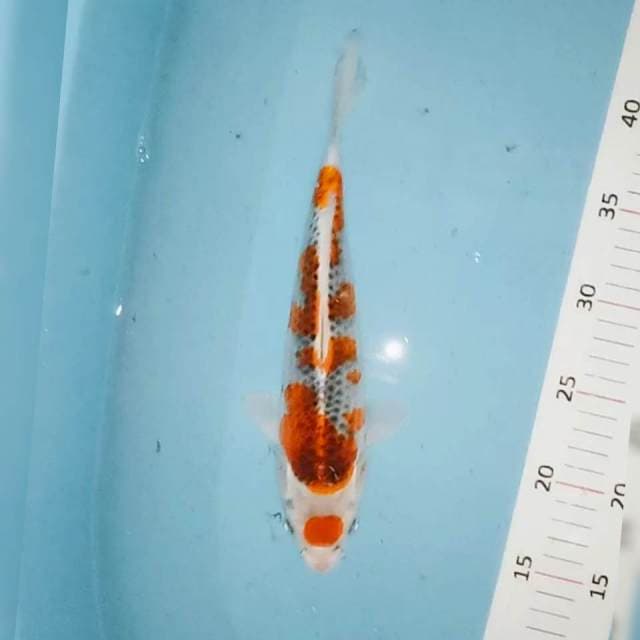 Goshiki siip 28cm