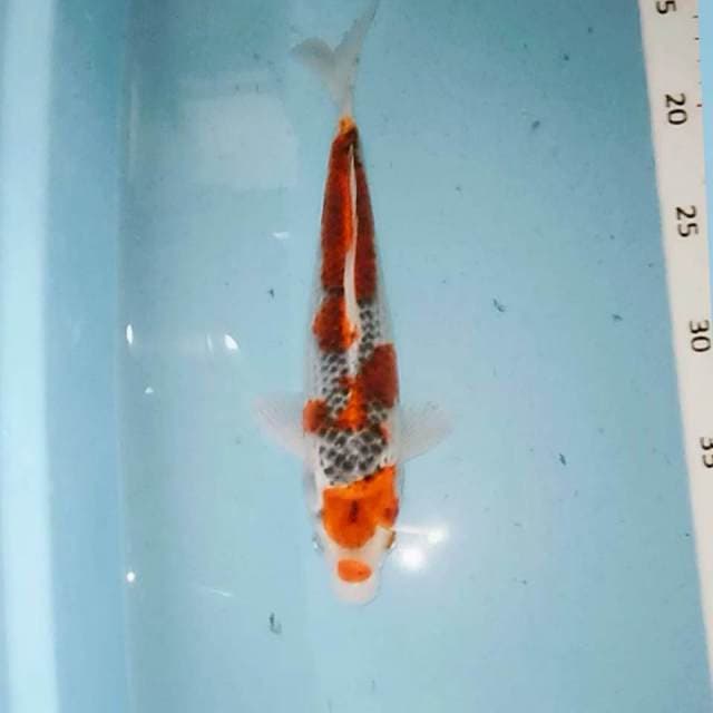 Goshiki siip 25cm