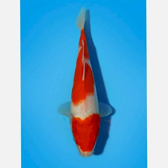 ND RODMAN 26CM