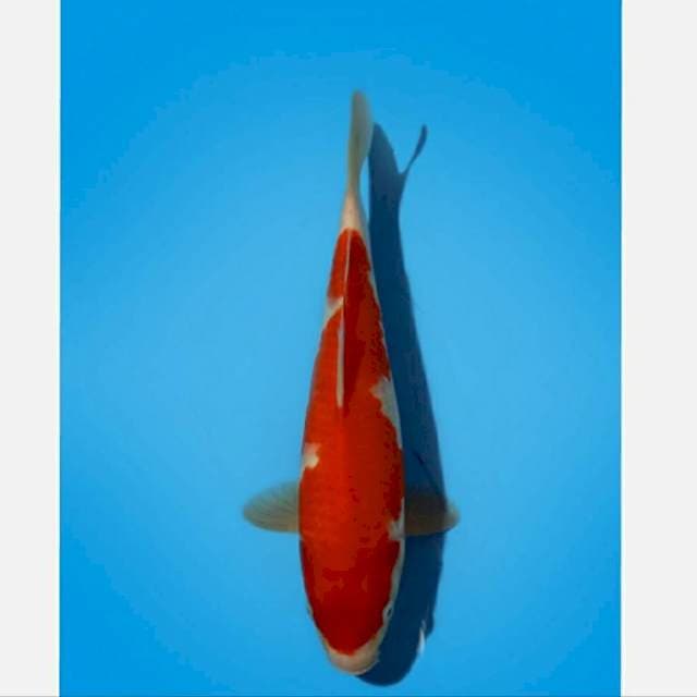 ND KUMITIR 30CM