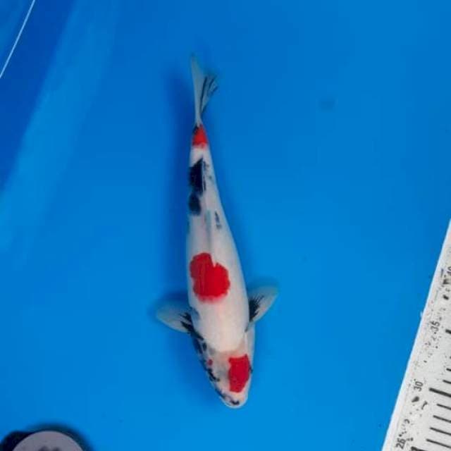 Kindai showa jantan 28cm