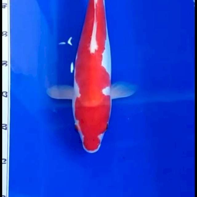 Kohaku doit 34cm