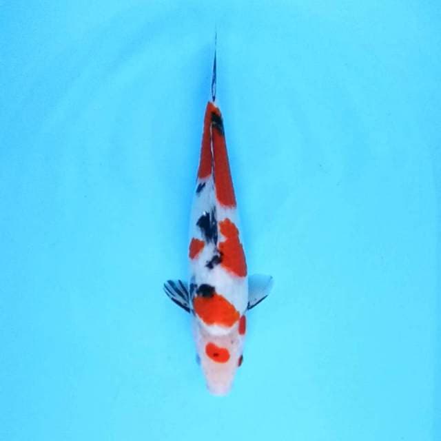 32cm. Maruten