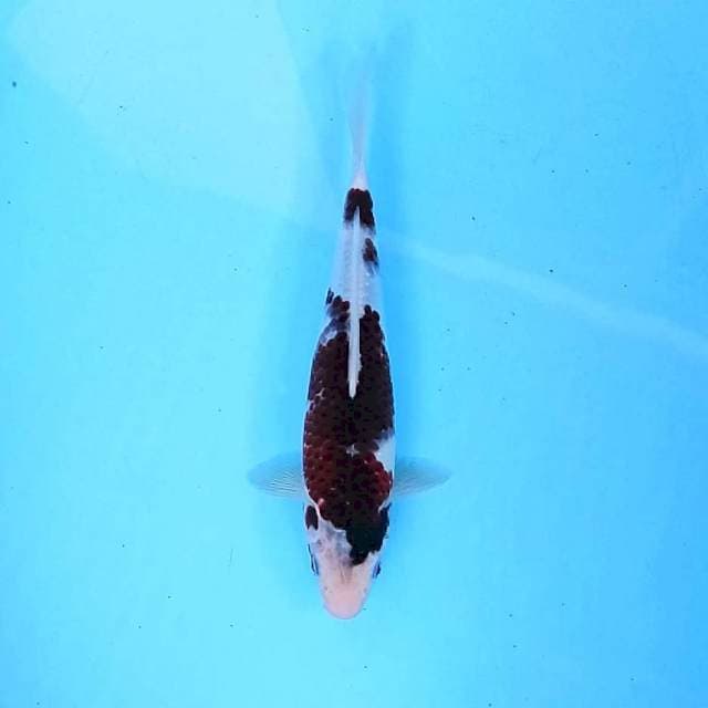 30cm. Goromo