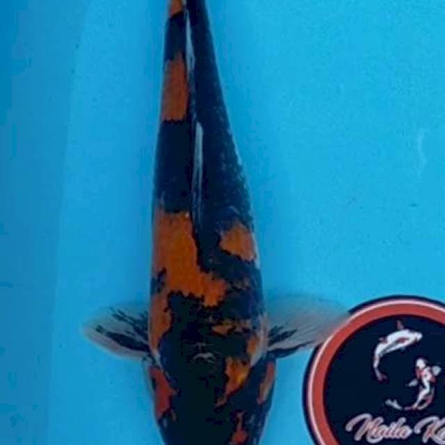 Hishowa 34 cm