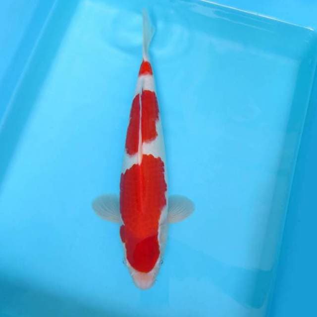 KOHAKU 3 STEPS 15