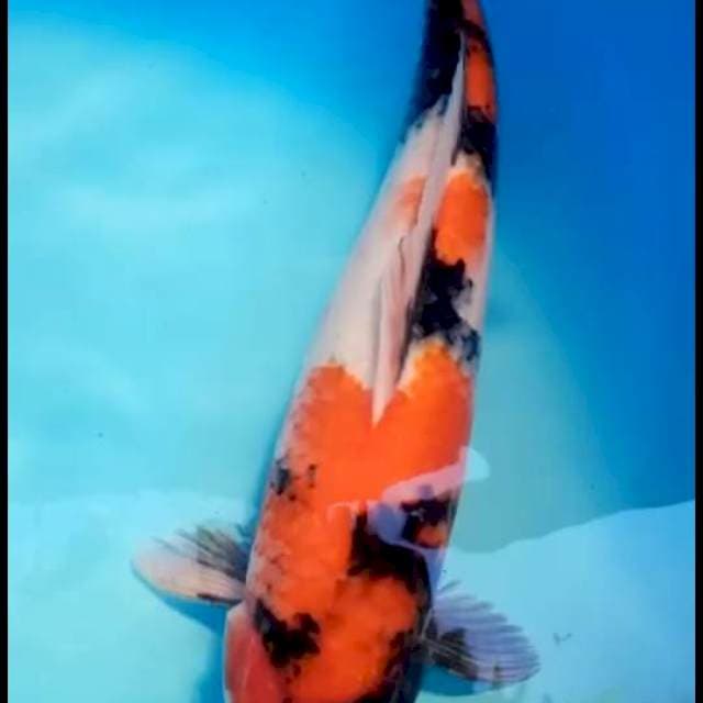 Showa 37cm