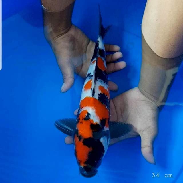 Showa original 34 cm