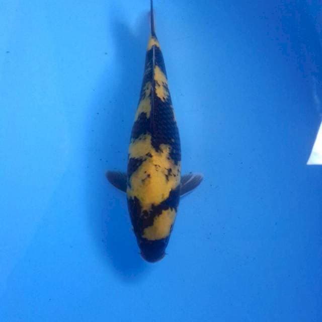 Ki Utsuri, 33 cm
