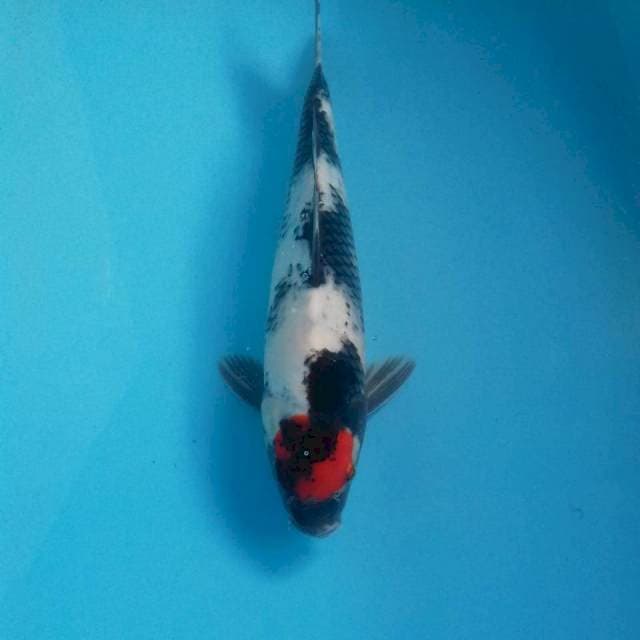 Tancho Showa, 33 cm