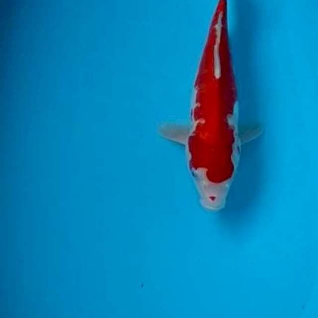 Kohaku hot