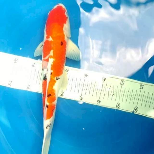 Sanke 21cm Ori