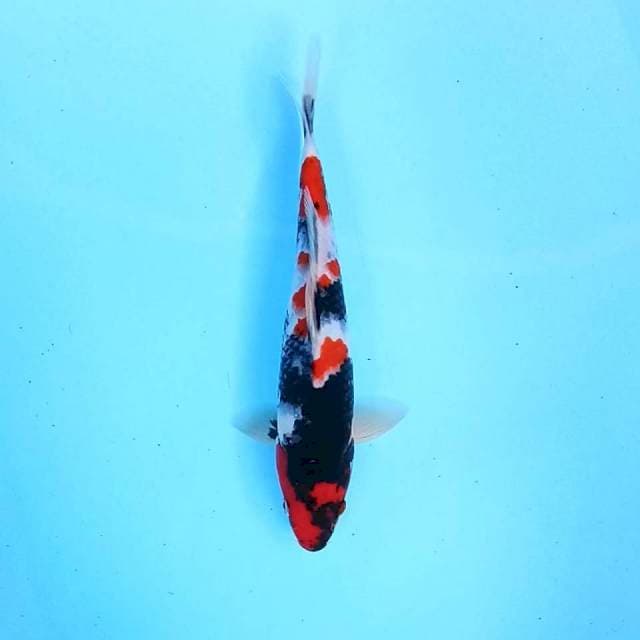 4. Showa || 27 cm