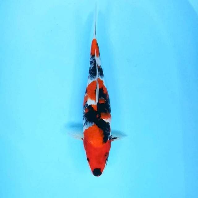 7. Showa || 35 cm