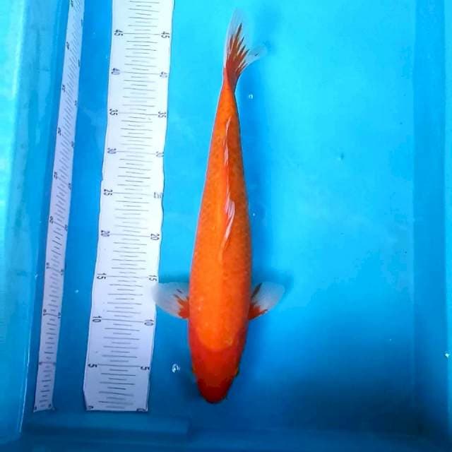 10. Orange Hajiro || 45 cm