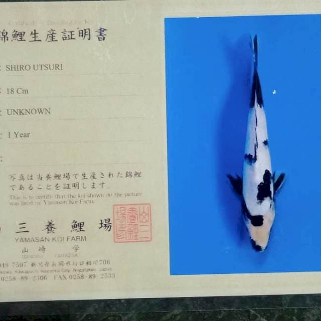 Shiro import tosai