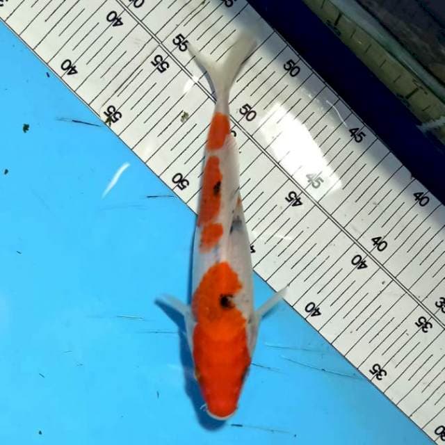 SANKE_TATEGOI_20CM