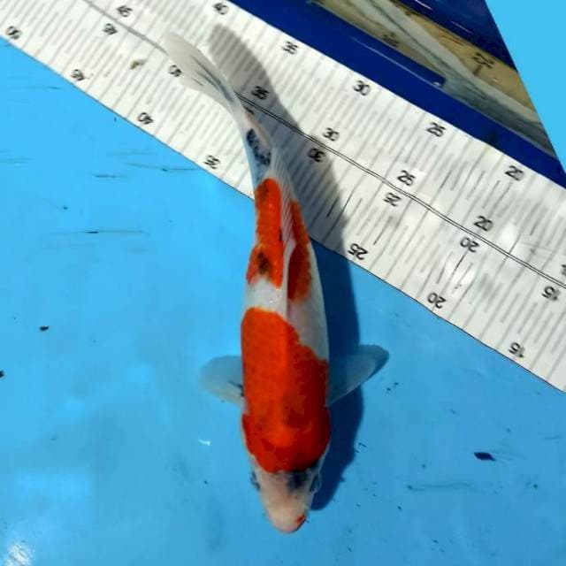 SHOWA_27CM