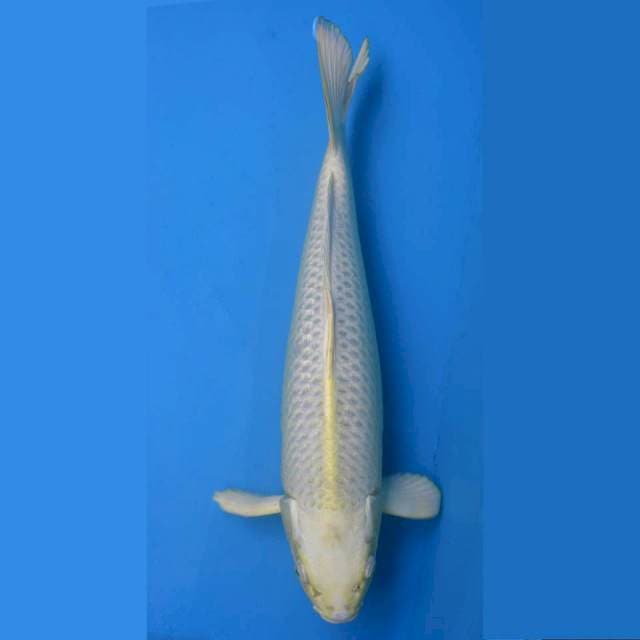 Jumbo Female Mukashi Ogon Ginrin F1