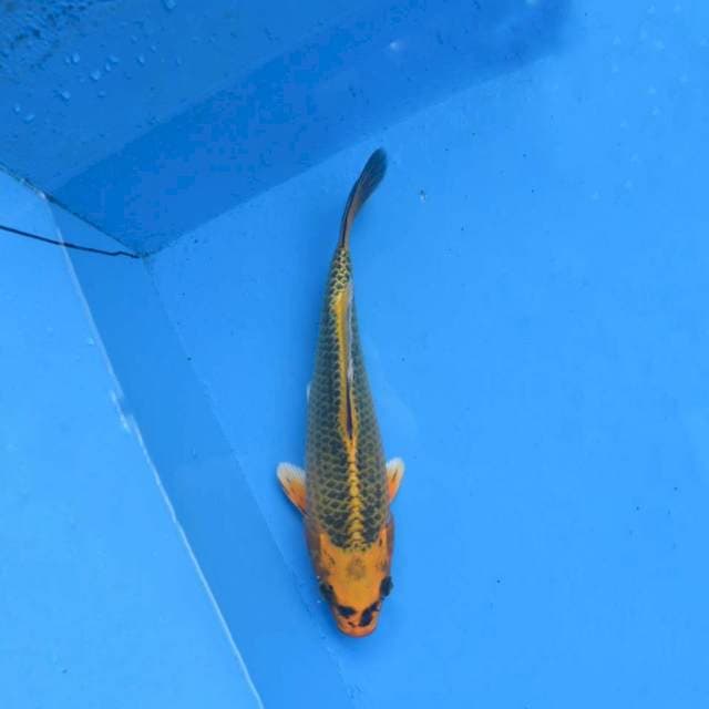 Kin Matsuba F1