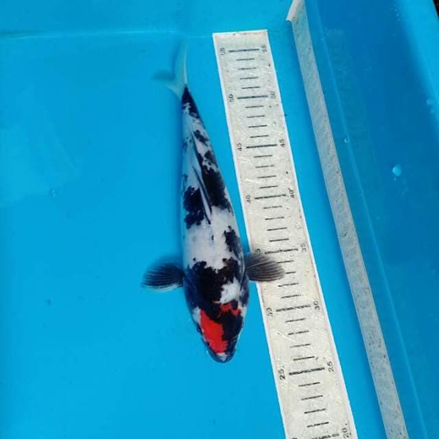 Tanco showa 32cm