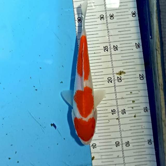 ND NYIGAR TELU 21CM